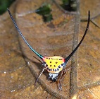 Curved Spiny Spider photo